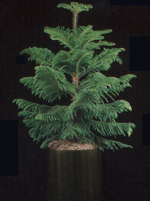 Product picture Plant Care Instruction eBook for Norfolk Island Pine / Araucaria Hetrophylla (pdf)
