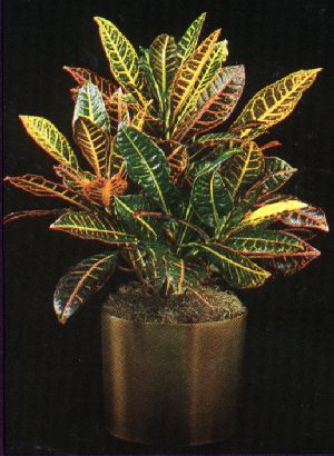 Product picture Plant Care Instruction eBook for Croton / Codiaeum Variegatum Petra (pdf)