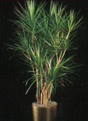 Product picture Plant Care Instruction eBook for Dracaena / Dracaena Marginata (pdf)