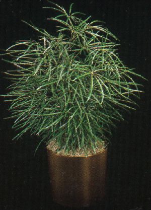 Product picture Plant Care Instruction eBook for False Aralias /  Diszygotheca Elegantissima  (pdf)