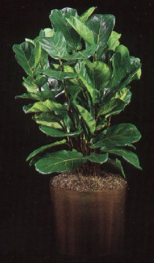 Product picture Plant Care Instruction eBook for Fiddle Leaf Fig / Ficus Lyrata  (pdf)