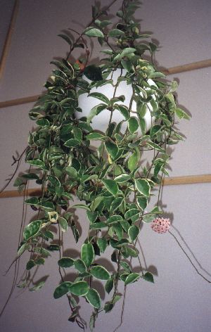 Product picture Plant Care Instruction eBook for Hoya / Asclepiadaceae (pdf)