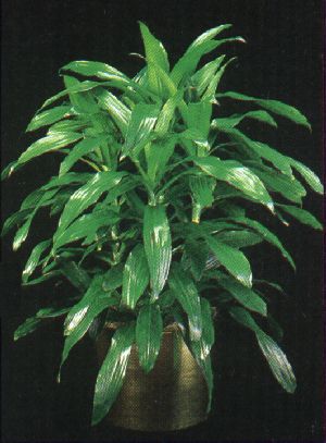 Product picture Plant Care Instruction eBook for Janet Craig / dracena  (pdf)