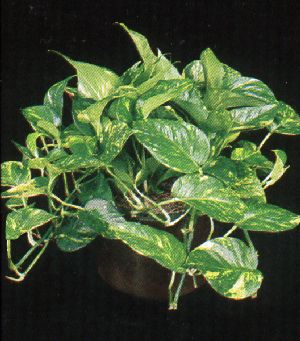 Product picture Plant Care Instruction eBook for Philodendron / Golden Pothos (pdf)