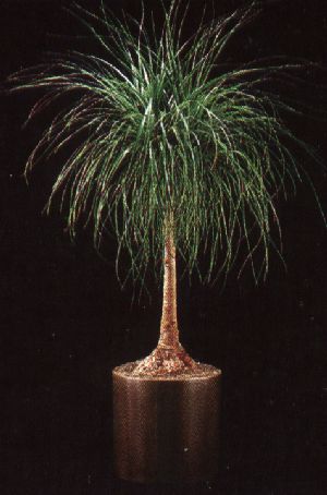 Product picture Plant Care Instruction eBook for  Ponytail Palm / Beaucarnea Recurvata  (pdf)