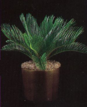 Product picture Plant Care Instruction eBook for Sago Palm / Cycas Revoluta  (pdf)