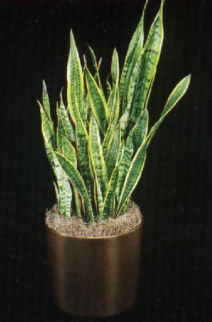 Product picture Plant Care Instruction eBook for Mother-in-Laws Tounge / Snake Plant  - Sansevieria / Sansevieria Trifasciata (pdf)