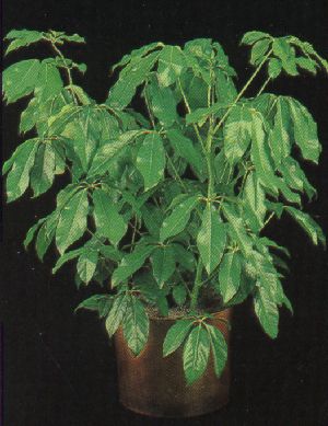 Product picture Plant Care Instruction eBook for Schefflera / Brassaia Actinophylla  (pdf)
