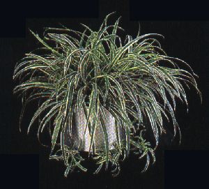 Product picture Plant Care Instruction eBook for  Spider Plant / Airplane Plant / Chlorophytum Comosum (pdf)